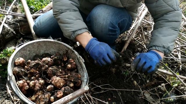 Весенняя копка топинамбура и о топинамбуре вообще