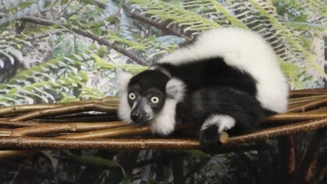 Лемур вари смотреть онлайн