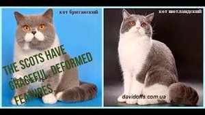 Scottish vs British Cats what difference before them Шотландские и Британские кошки разница