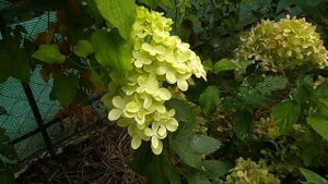 28 августа 2020 Карликовые метельчатые гортензии