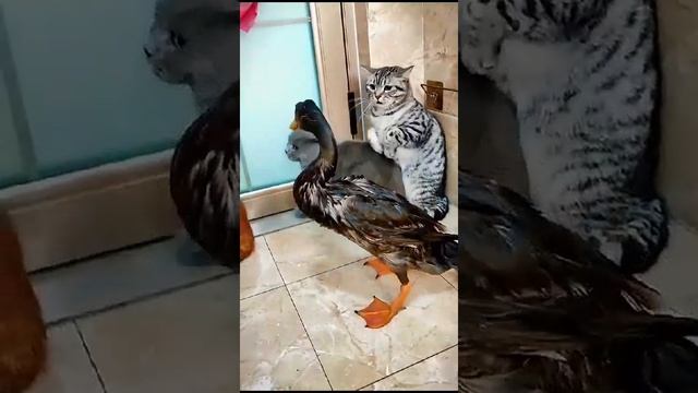 Утка ? VS кошек ? Бой без правил и драка за еду смотреть онлайн