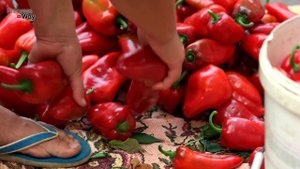 ПОДКОРМИТЕ ЭТИМ ВАШИ ПЕРЦЫ – И начало осени ТОЧНО порадует вас обилием урожая!