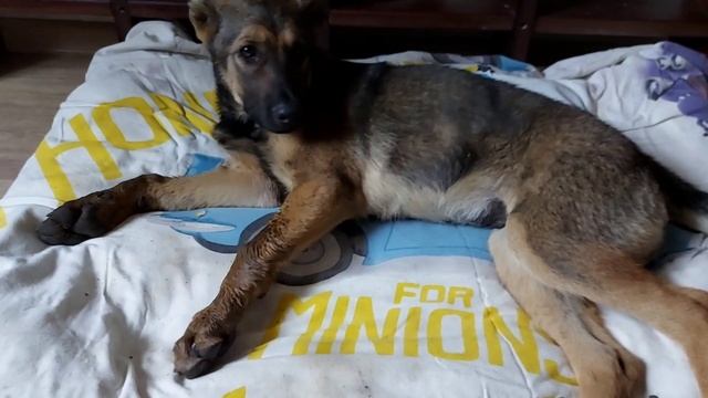 Спасение тяжело больного щенка. Энтерит у собаки. смотреть онлайн