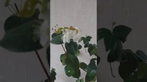 Суринамская вишня. Цветение. 10.03.2022