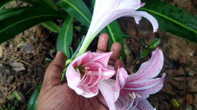 beautiful lily plant, Barbados lily /Easter lily смотреть онлайн