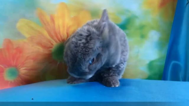 Карликовый кролик рекс - рексобаран.  Питомник карликовых кроликов Зайкина усадьба. Видео.