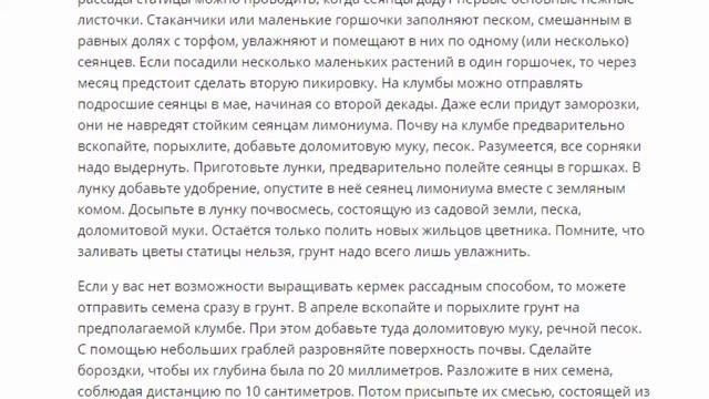 Статица  Выращивание статицы из семян в открытом грунте