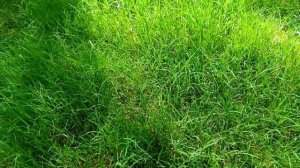 What type of grass is best for your lawn | Fine dhaka grass | Korean grass | American grass