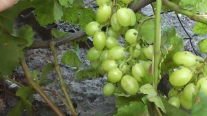 Плюсовый - новая гибридная форма винограда Голуба А.А,