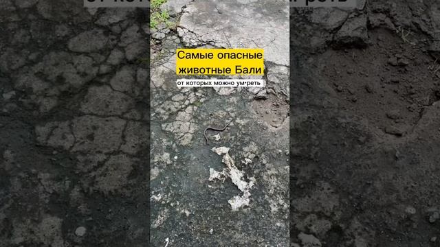 Самые опасные животные на Бали #бали #жизньнабали #баливлог