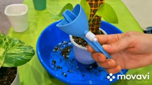 КОМНАТНЫЕ РАСТЕНИЯ(ЦВЕТЫ).ЭКСПЕРИМЕНТ.ЧТО ВЫРОСЛО ИЗ КЛУБНЯ.