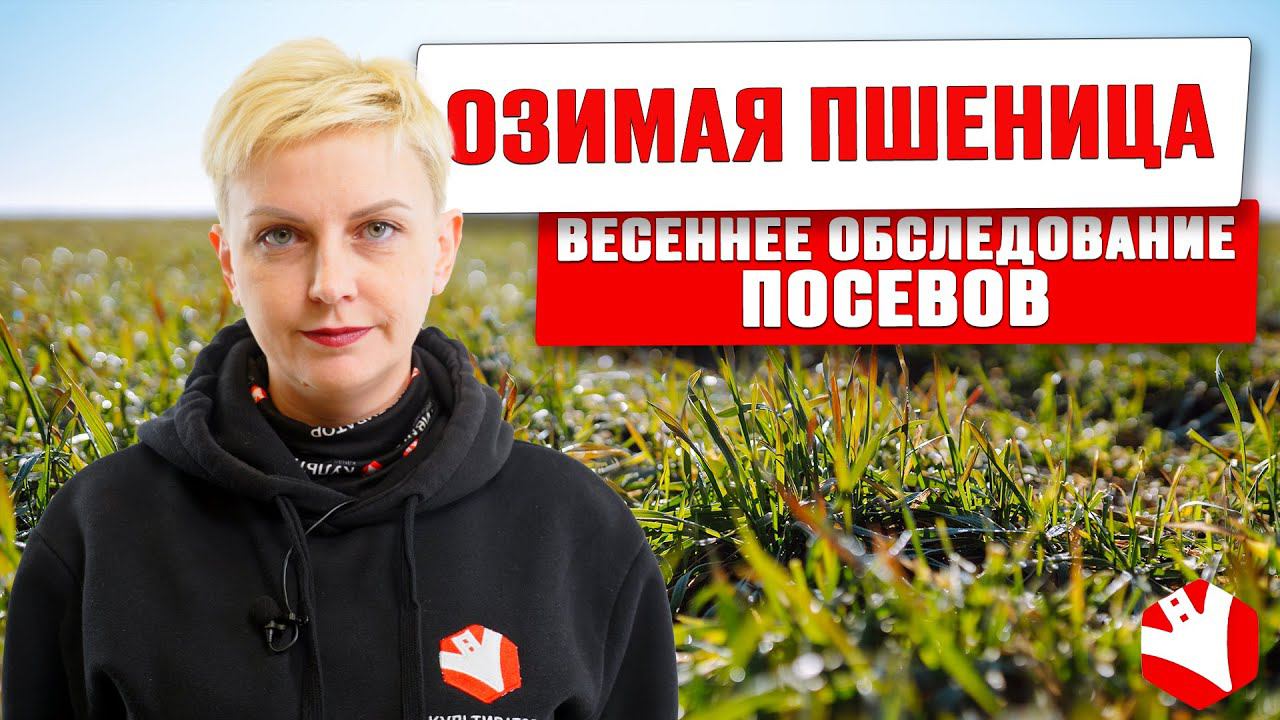 Весеннее обследование посевов озимой пшеницы | Выращивание озимых | Растениеводство