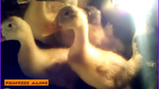 Башкирские цветные утки за 2 месяца Три возраста утки Three ages of the смотреть онлайн