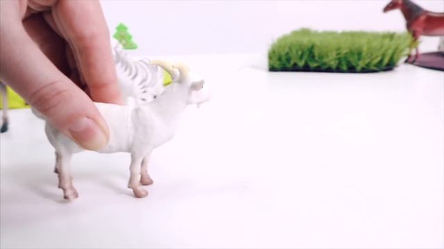 Домашние и дикие животные.