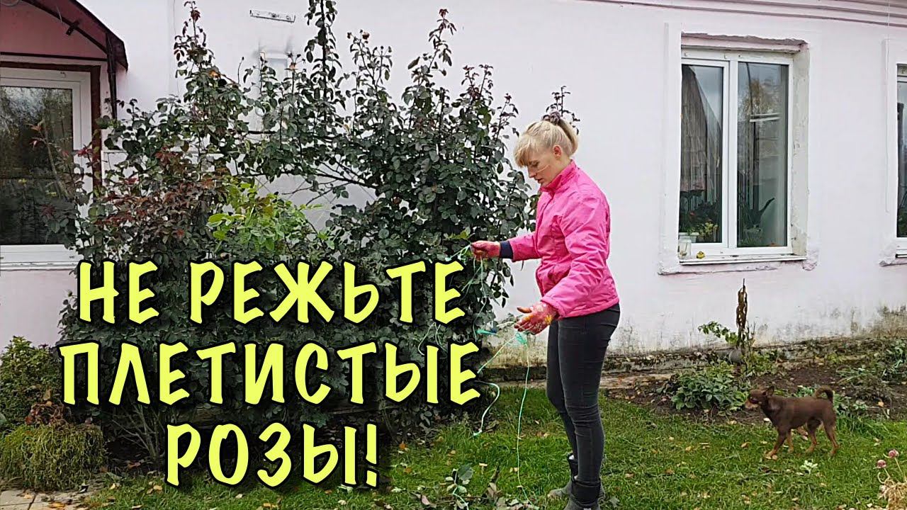 ПЛЕТИСТЫЕ РОЗЫ. Укрыть ПРОЩЕ ПРОСТОГО! Побеги перезимуют ДО САМЫХ КОНЧИКОВ!
