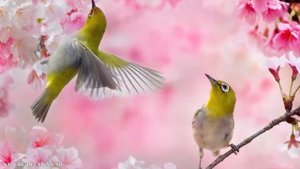 Beautiful Piano Music With Birds Singing - Relaxing Music, Sleep Music, Stress Relief, Study Music