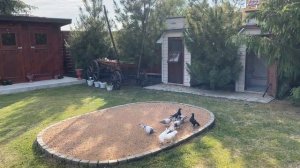 Турецкие бойные голуби , раса Анкара 5 , начало тренировок