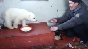 Белый медвежонок. Колымана кушает