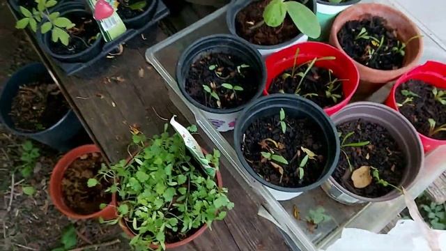 Работа ,огородик плюс блины? смотреть онлайн