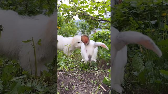 Зайка и щенок