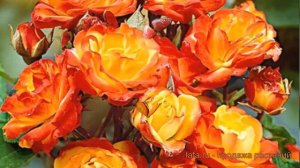 Роза плетистая Клайминг Румба ? обзор: как сажать, саженцы розы Клайминг Румба