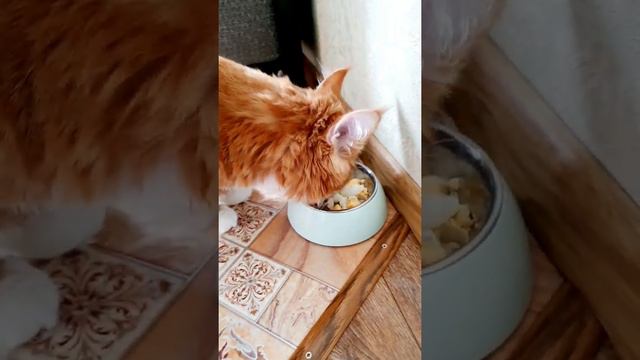 Солнечный Ричи Мейн кун котёнок Ест вкусняшку - Sunny Richie Maine coon Eats egg