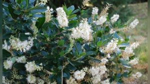 КЛЕТРА  (CLETHRA)  сем.  Клетровые