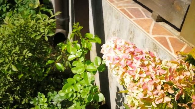 О лучших сортах гортензий цветущих в начале августа (метельчатые, широколистные, древовидные)