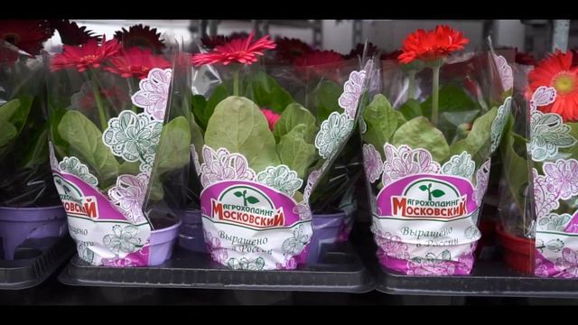 Высокоавтоматизированный цветочный комплекс. смотреть онлайн