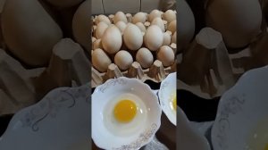 Яйца Индоуток и Куриные, в чем отличия.