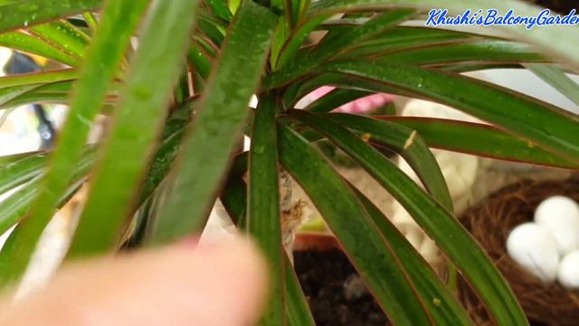 सबसे अलग और सुंदर पौधा🌿 Indoor plant Dracena plant care