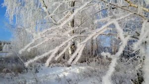 Зимние березы