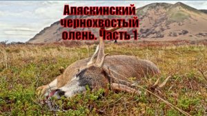 Аляскинский чернохвостый олень. Часть 1
