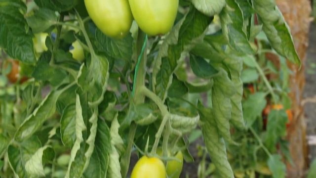 Помидоры "Гибрид Перцевидный жёлтый F1" смотреть онлайн