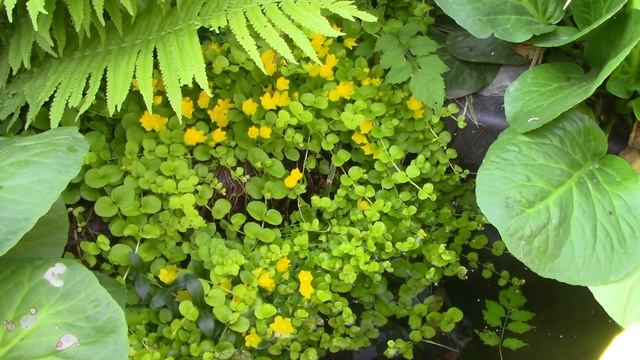 Вербейник.mp4 смотреть онлайн