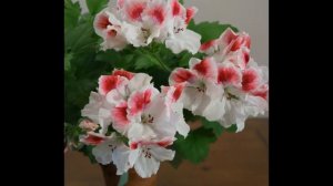 205.Regal First Blush 2016~2018  퍼스트블러쉬 Pelargonium