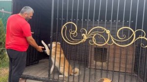 Раздали собакам свиные уши