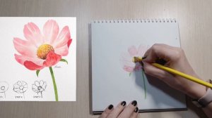 Учимся рисовать вместе. Рисуем пошагово Космею. Быстрый скетч. Акварельные карандаши