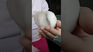 Гулии! Смеющиеся горлицы домашние (позитивчик!)