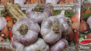 Характеристики и описание чеснока сорта Богатырь