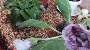 Цветение комнатной глоксинии. Как правильно ухаживать за растением