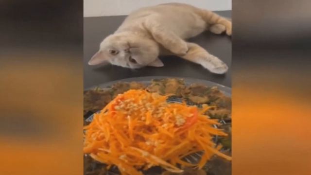 😁 Я РЖАЛ ЦЕЛЫЙ ЧАС 😹 КОШКИ  ЛУЧШИЕ ПРИКОЛЫ. I LAUGHED FOR AN HOUR  😹 CATS ARE THE BEST JOKES.