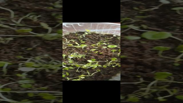 Гейхера из самосборных семян окончательно распикирована