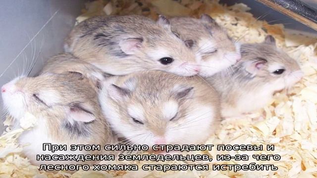 Загадочный зверь карбыш