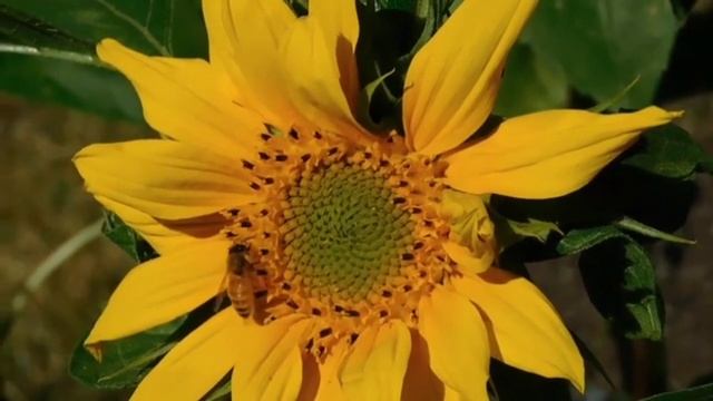 Bangali gk and Ans | Motivational speech |Motivational speech in bangla Interesting #gk смотреть онлайн