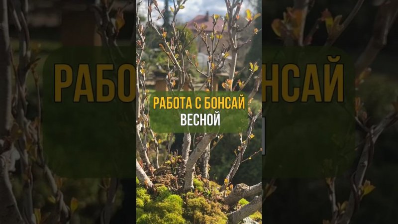 РАБОТА С БОНСАЙ ВЕСНОЙ.