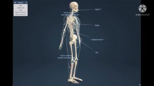 ОСТЕОЛОГИЯ- Кости скелета, строение , функция и их классификация. Анатомия костей скелета…