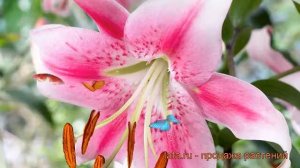 Лилия от-гибрид Анастасия (lilium ot-hybrid anastasia) ? обзор: как сажать, луковицы лилии Анастаси