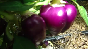 ПЕРЦЫ 2022 года. ОБЗОР!