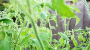 Tomato Plant Profile - Growing Juliet Roma Grape Tomatoes